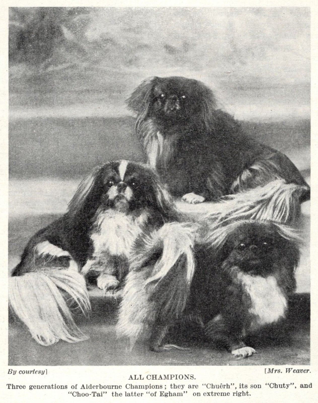 Pekingese \