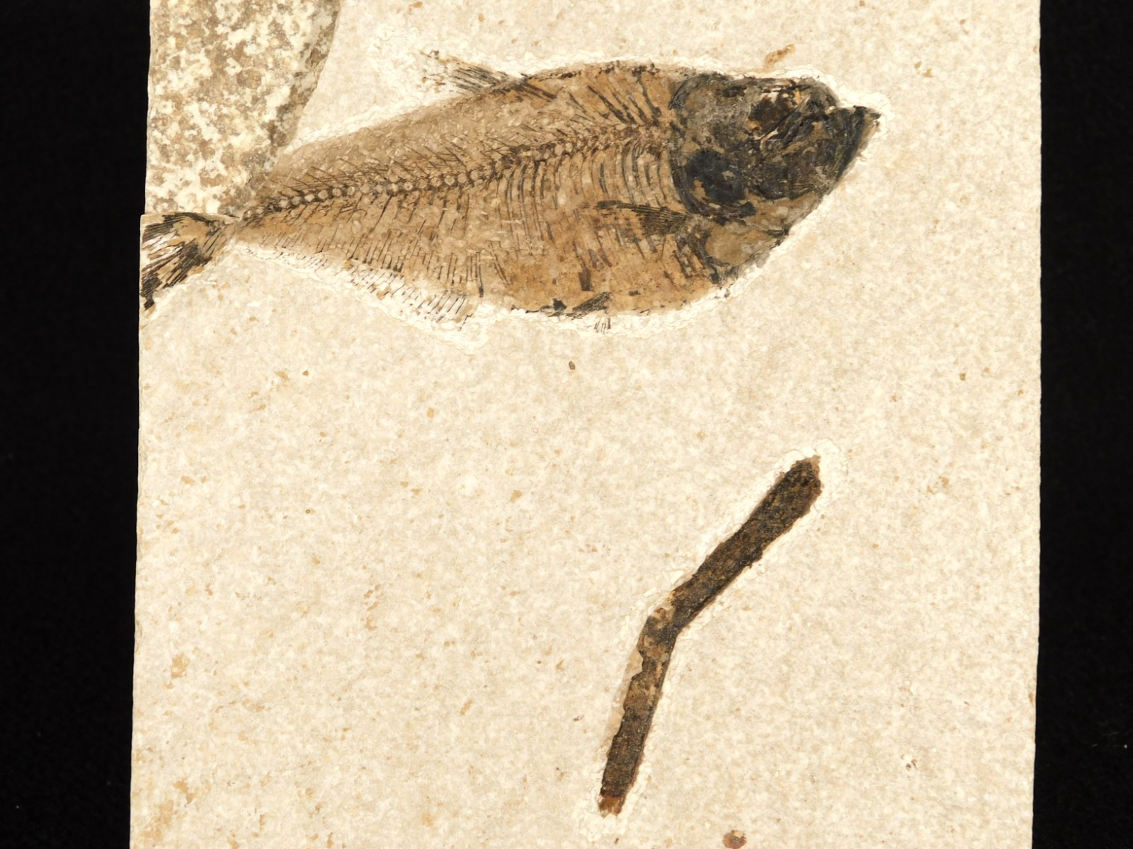 FISH Fossil With a PLANT Branch Fossil Green River Formation Wyoming 306gr