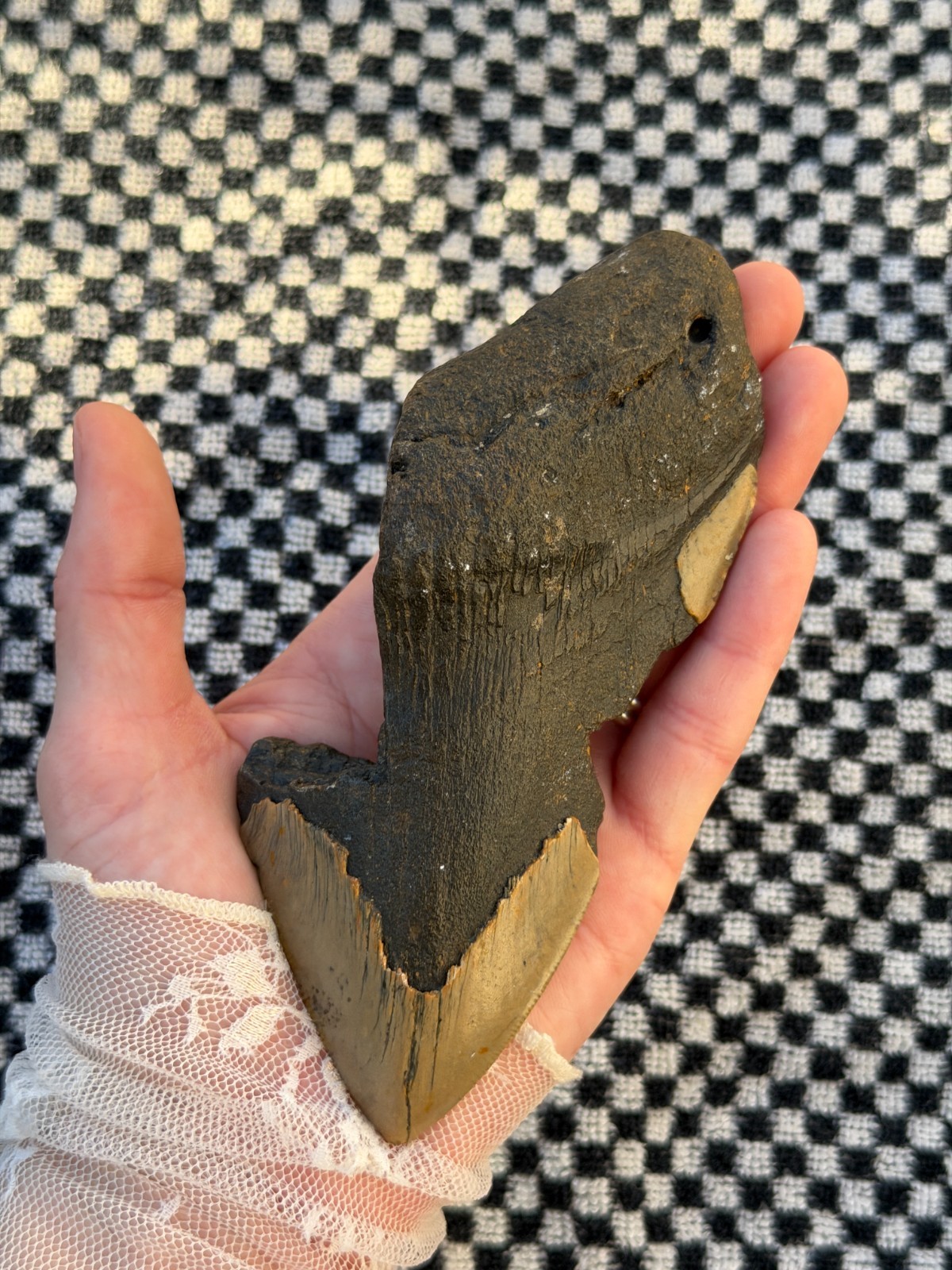 Real Megalodon Shark Tooth 5.50” Big Fossil Shark Teeth From NC