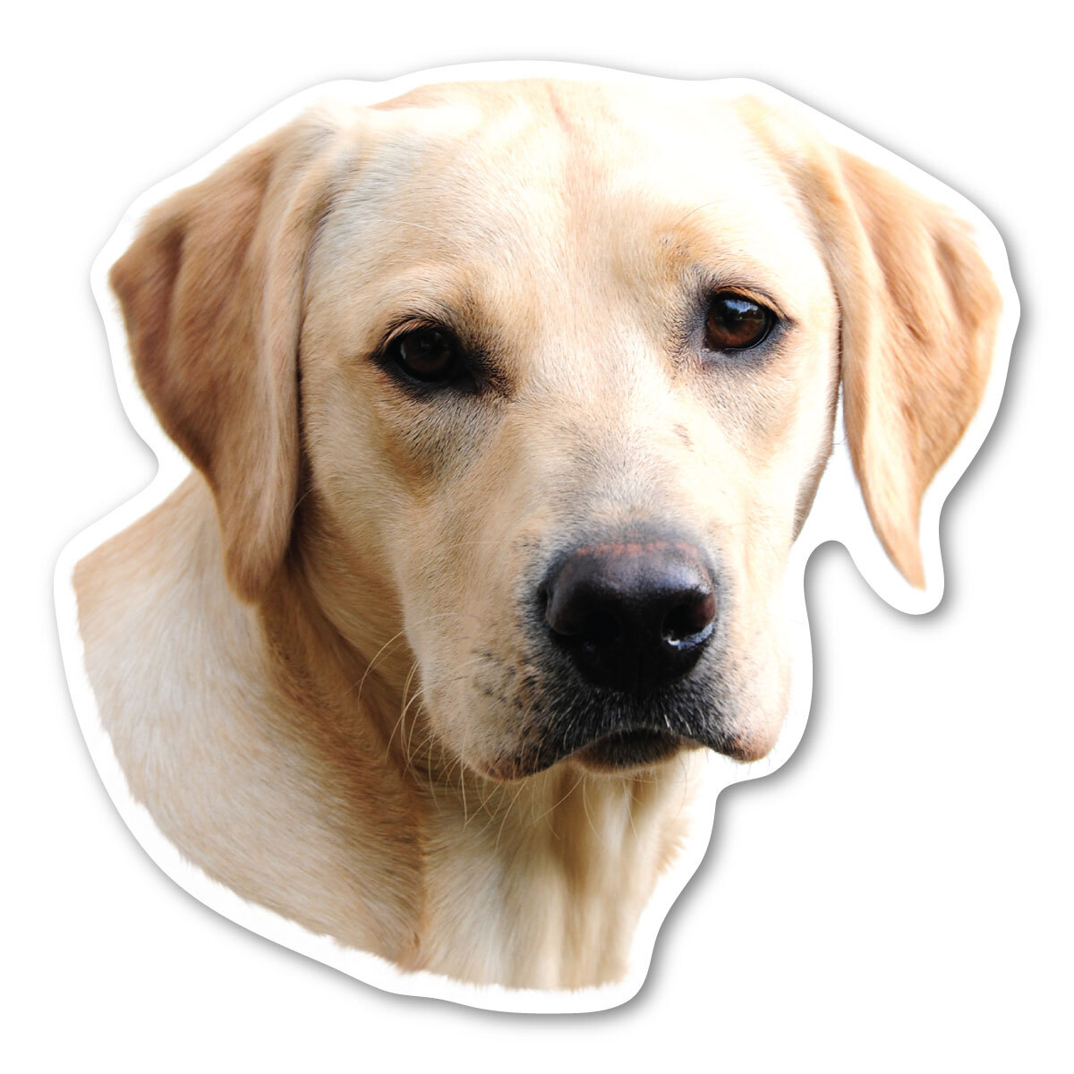 (Yellow) Labrador Retriever Magnet (Yellow) Labrador Retriever Magnet