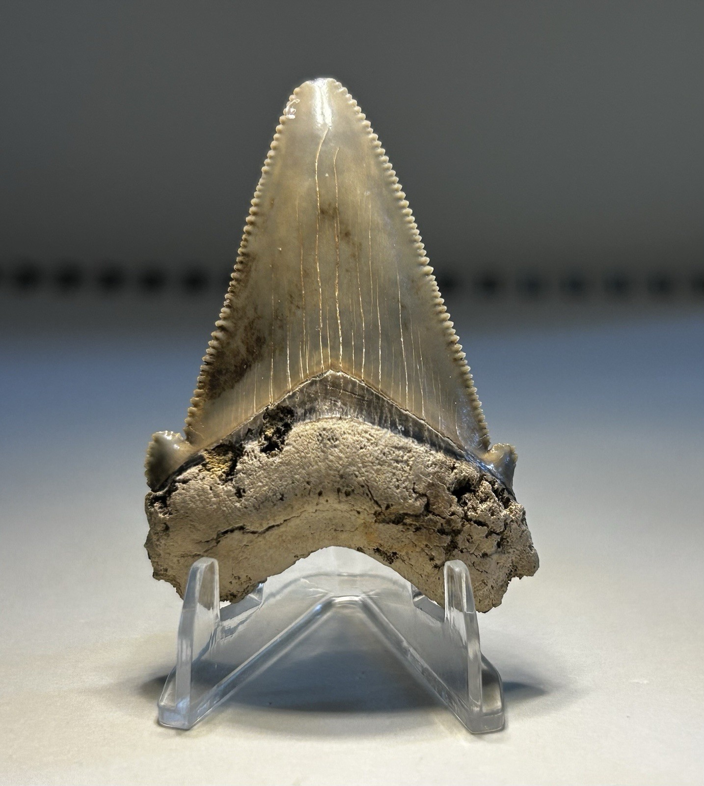 Near 2” Angustiden Summerville Shark Tooth Rare South Carolina Near 2” Angustiden Summerville Shark Tooth Rare South Carolina