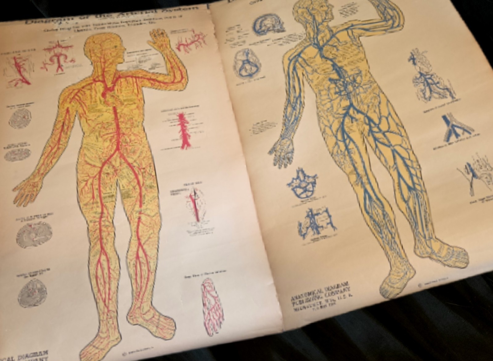 Vtg 40s Anatomical Diagram Publishing Co Medical Charts Arterial Venous Set