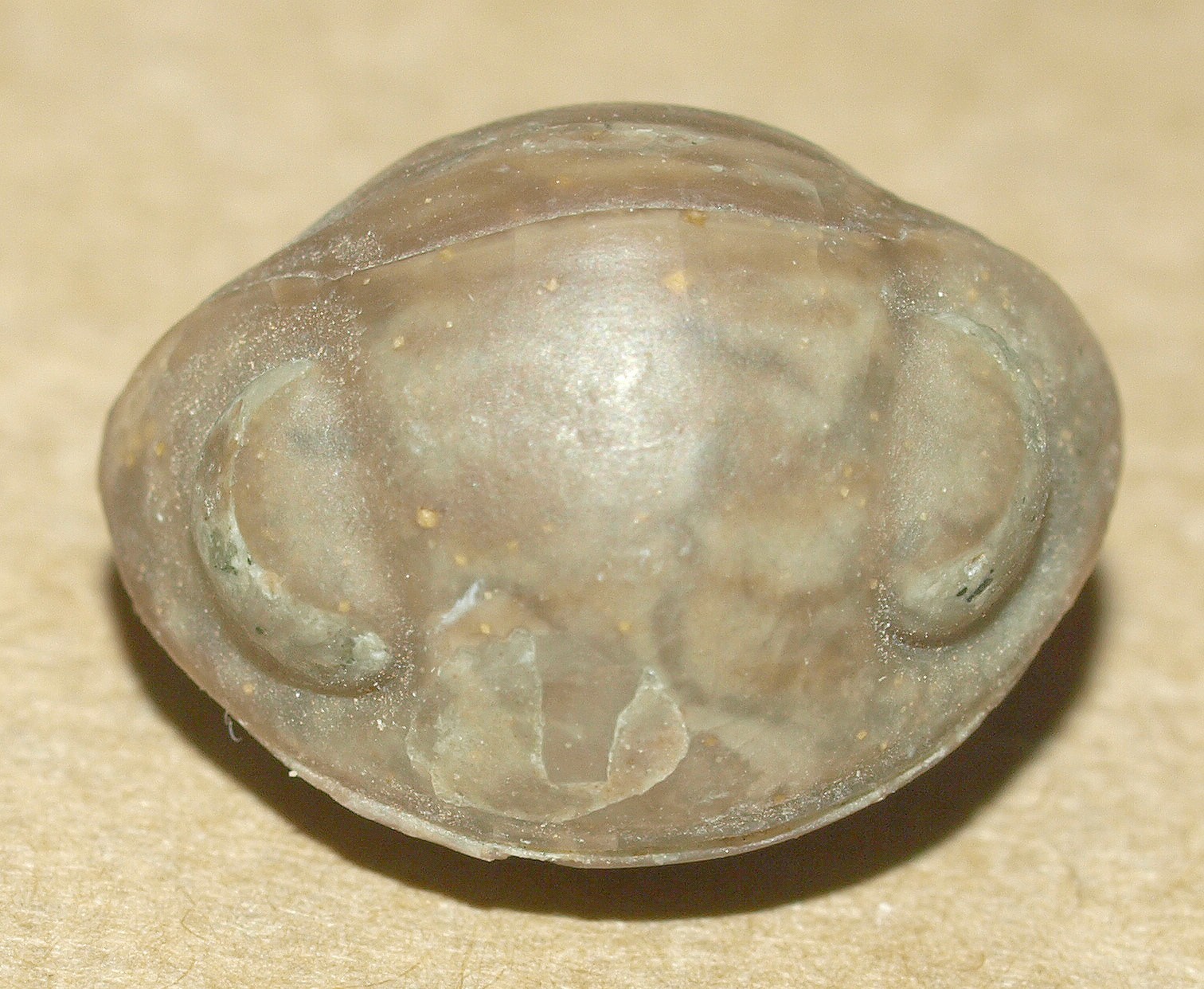 RARE, Nileus armadillo Dalman, 1827 - Ordovician  trilobite from Russia