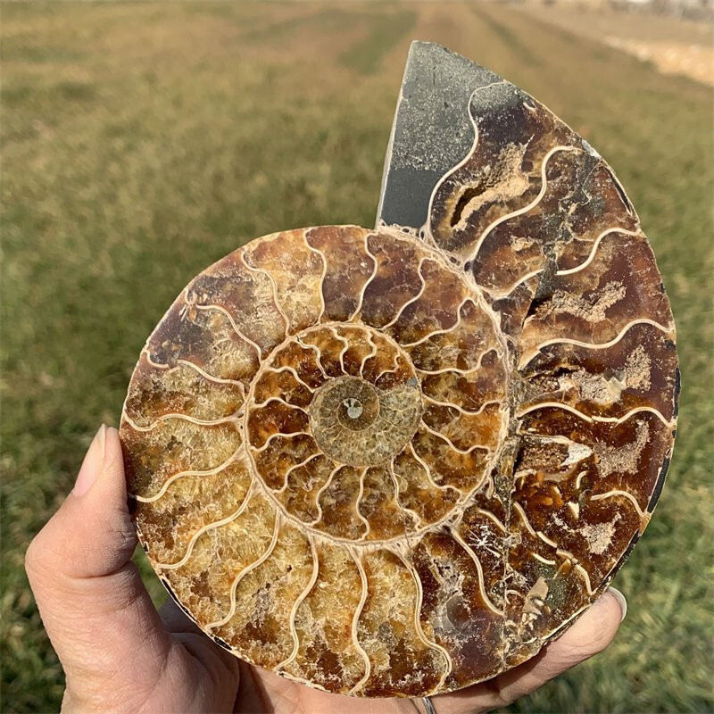 TOP 300G+Natural Ammonite Fossil Conch Crystal Specimen Reiki Healing Gift 1pc