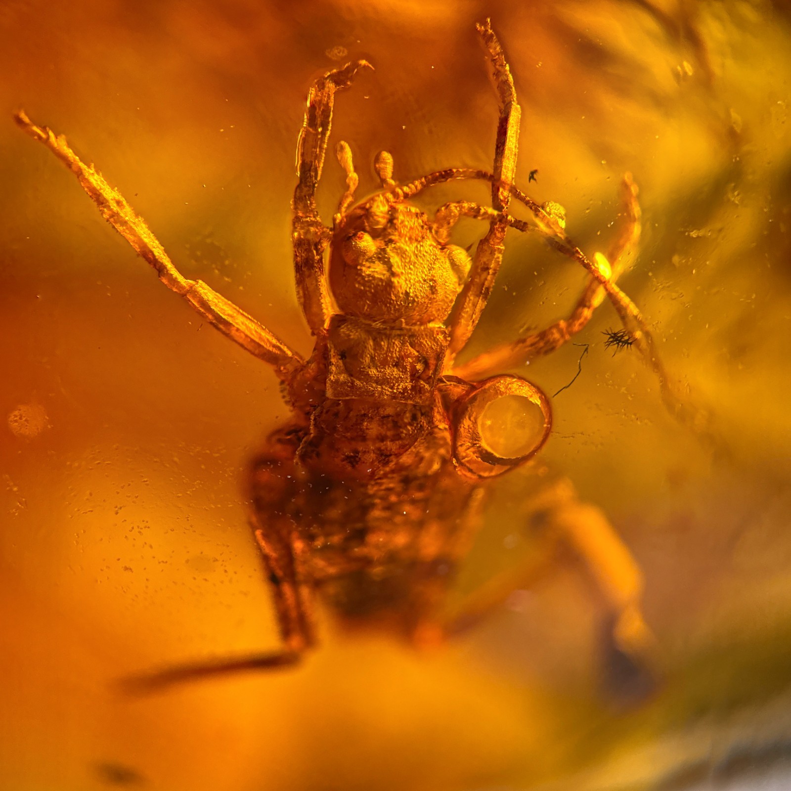 Cricket in Burmese / Burmite amber fossil / 100% genuine amber 