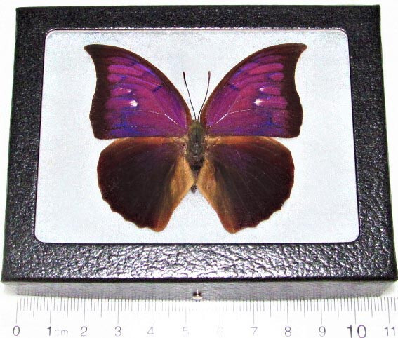 Anaea tyrianthina pink purple butterfly Peru RARE FRAMED