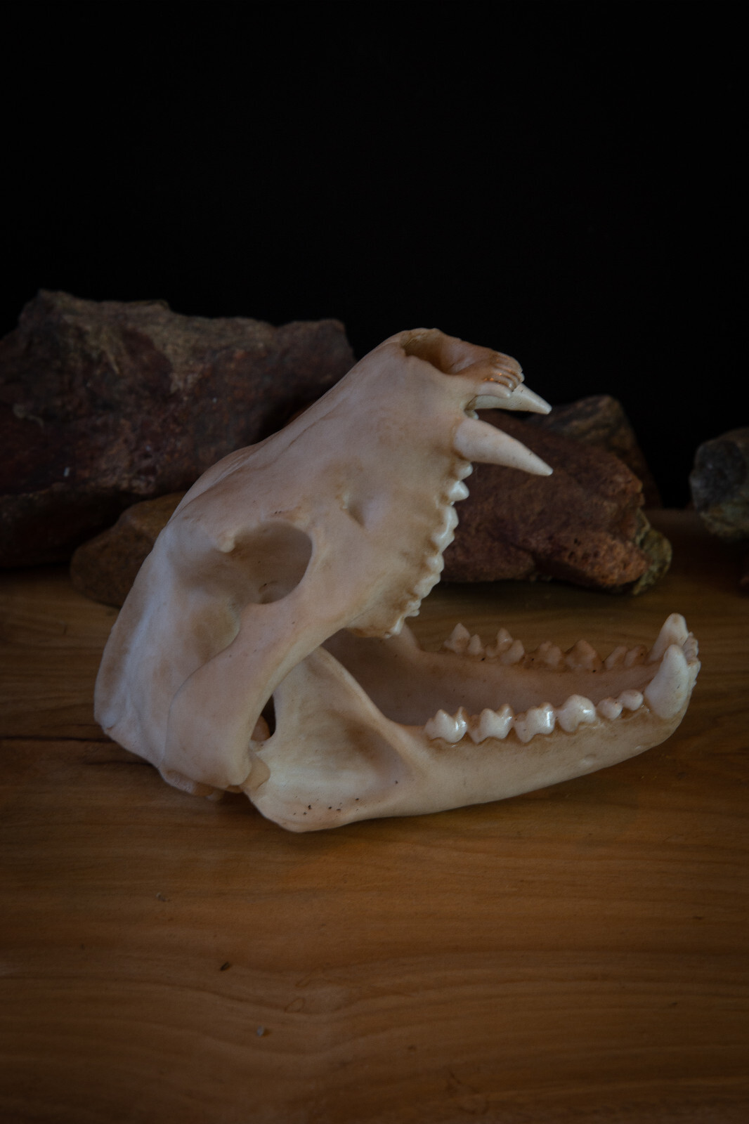 Tasmanian Devil Skull Replica Life Size Australian Marsupial Premium Resin