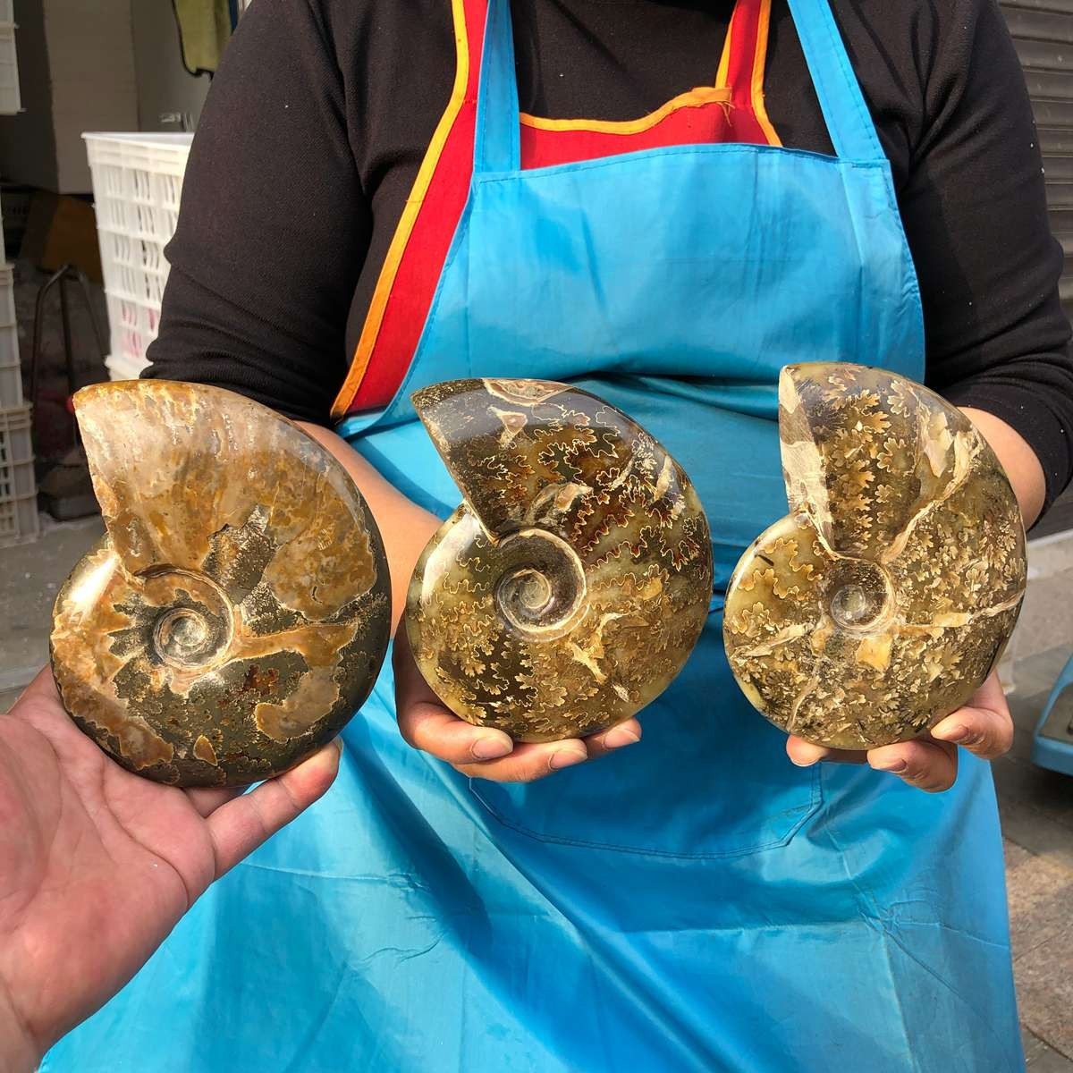 3pcs 4.22LB Natural Beautiful Ammonite Fossil Conch Crystal Specimen Healing