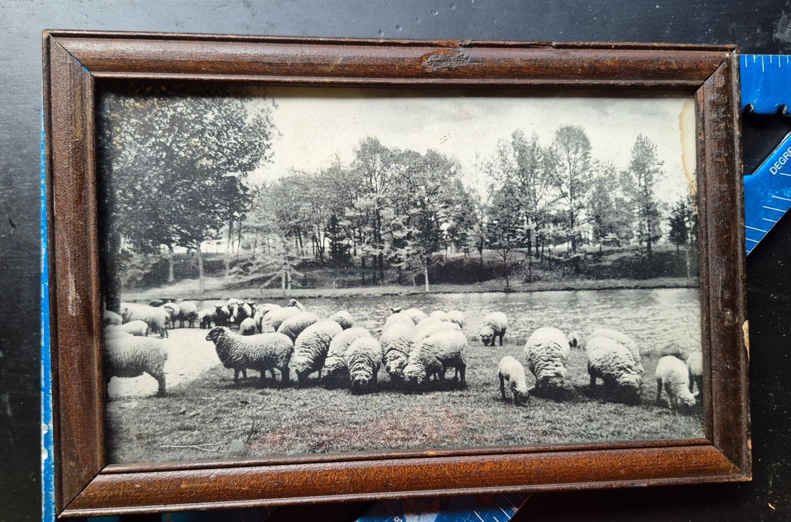 Framed Black & White Sheep Landscape Photo. 1927 Connecticut sheep farm