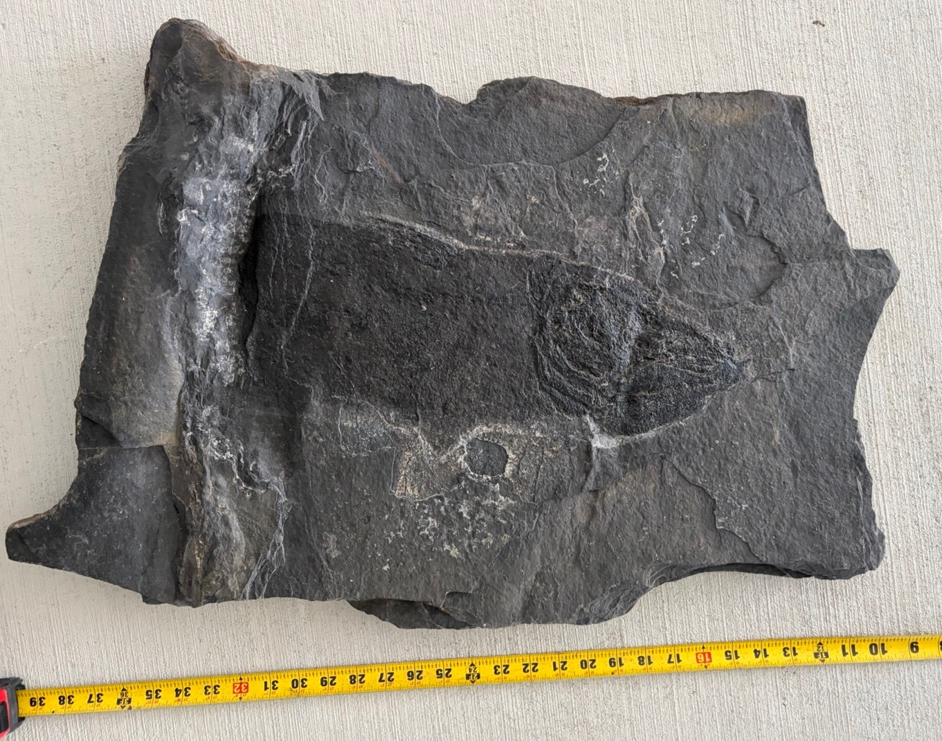 One Of A Kind Jurassic Dinosaur Age Coelacanth Fish Fossil Massive Connecticut One Of A Kind Jurassic Dinosaur Age Coelacanth Fish Fossil Massive Connecticut