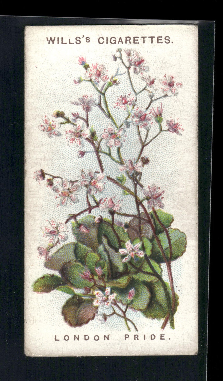 1913 Wills's Old English Garden Flowers 2nd series #23 London Pride
