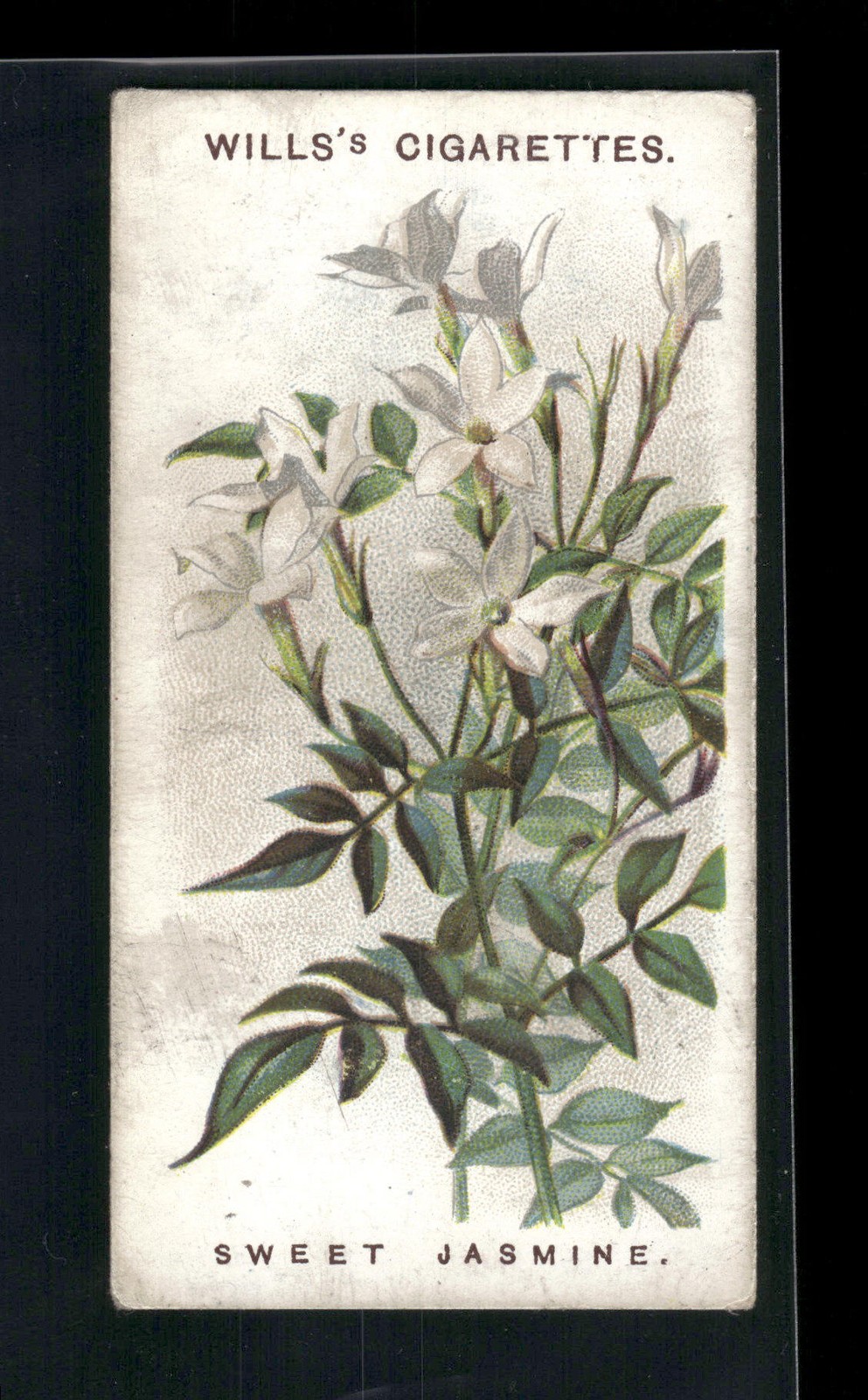 1913 Wills's Old English Garden Flowers 2nd series #31 Sweet Jasmine