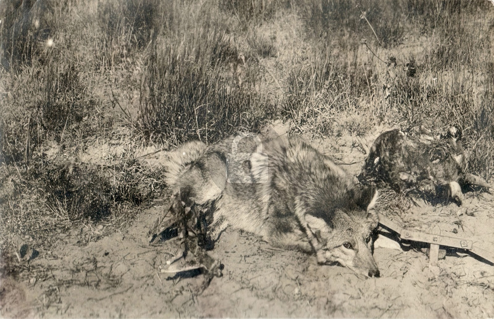 Wauneta Kansas 1909 Wolf in Trap Hunting Hunt Fur Hide RPPC Postcard COPY Wauneta Kansas 1909 Wolf in Trap Hunting Hunt Fur Hide RPPC Postcard COPY