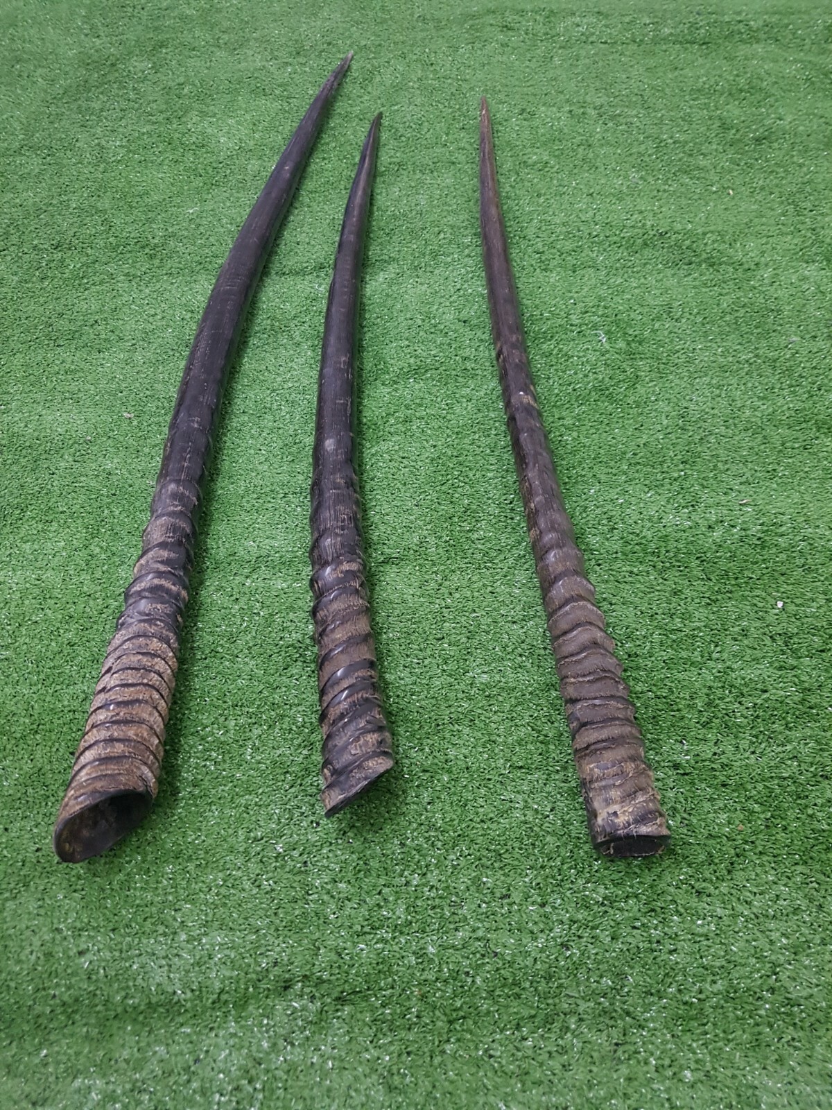 3 X piece Lot South African Oryx Gemsbok Horn Horns Betwen 25