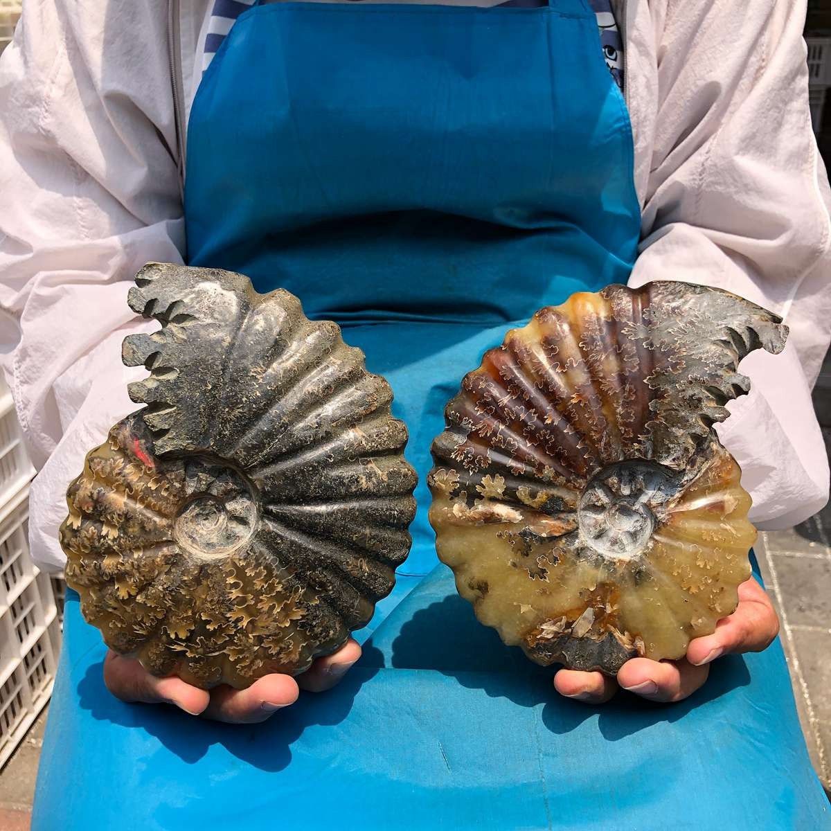 830+740g Natural Ammonite Fossil Quartz Crystal Specimen Healing 830+740g Natural Ammonite Fossil Quartz Crystal Specimen Healing