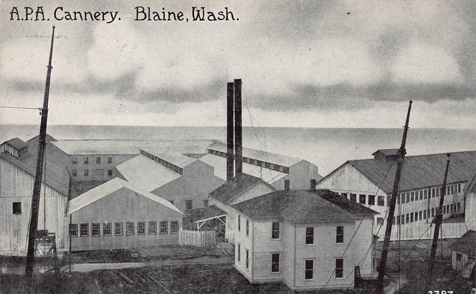 Blaine WA Alaska Packers Association APA Cannery Salmon Fish Vtg Postcard D24