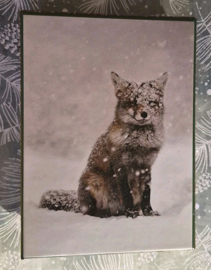 Snow Fox Wish Upon A Snowflake 20Note Cards Winter Wildlife Galison Keepsake Box