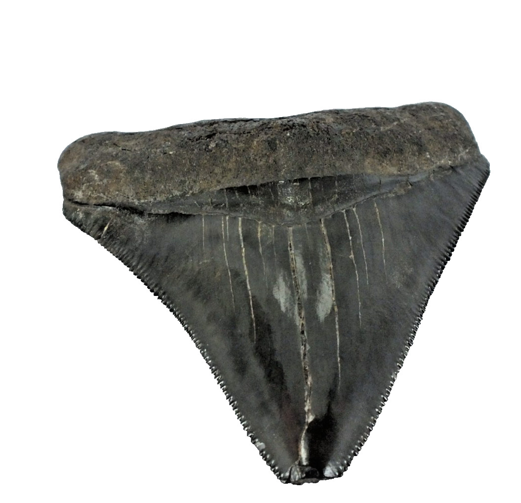 Carcharocles  Megalodon Shark Tooth St Mary\'s River Georgia USA (EA10668) framed