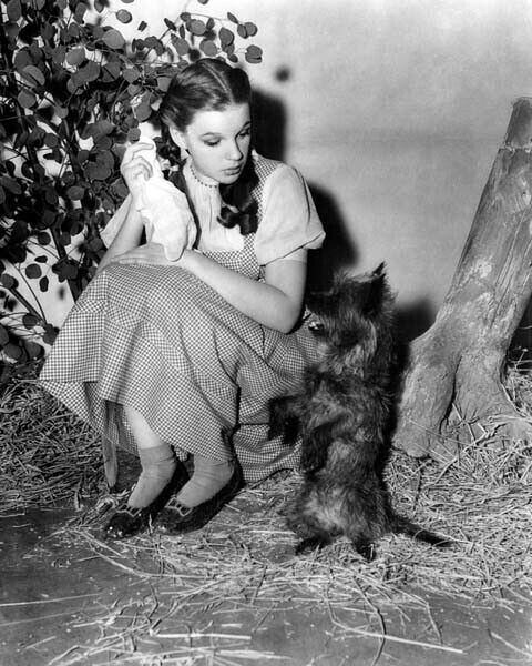 The Wizard of Oz Judy Garland between takes with little dog Toto 8x10 real photo The Wizard of Oz Judy Garland between takes with little dog Toto 8x10 real photo