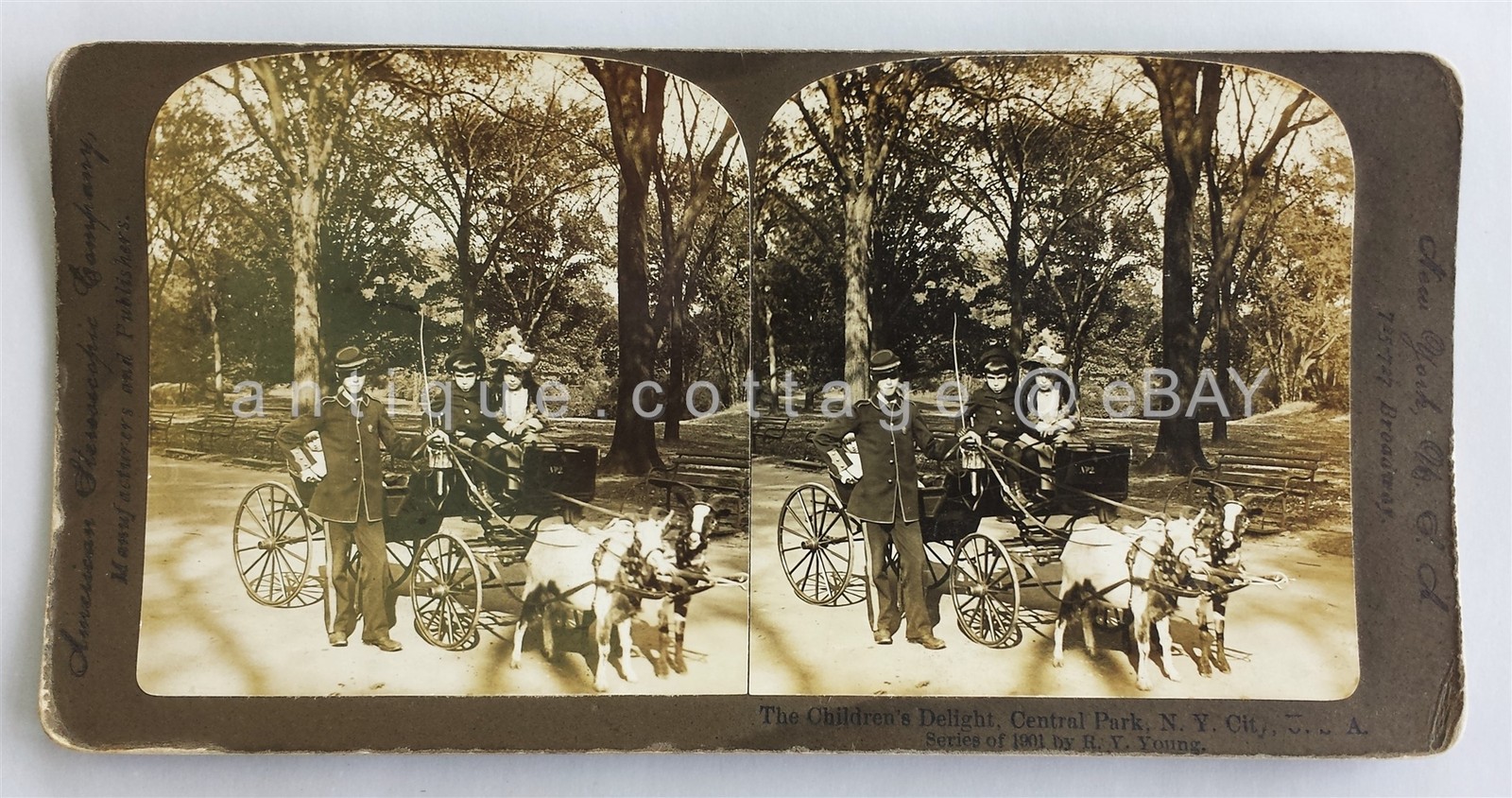 1901 antique CENTRAL PARK NEW YORK CITY CARRIAGE STEREOVIEW PHOTO vgc MINI HORSE