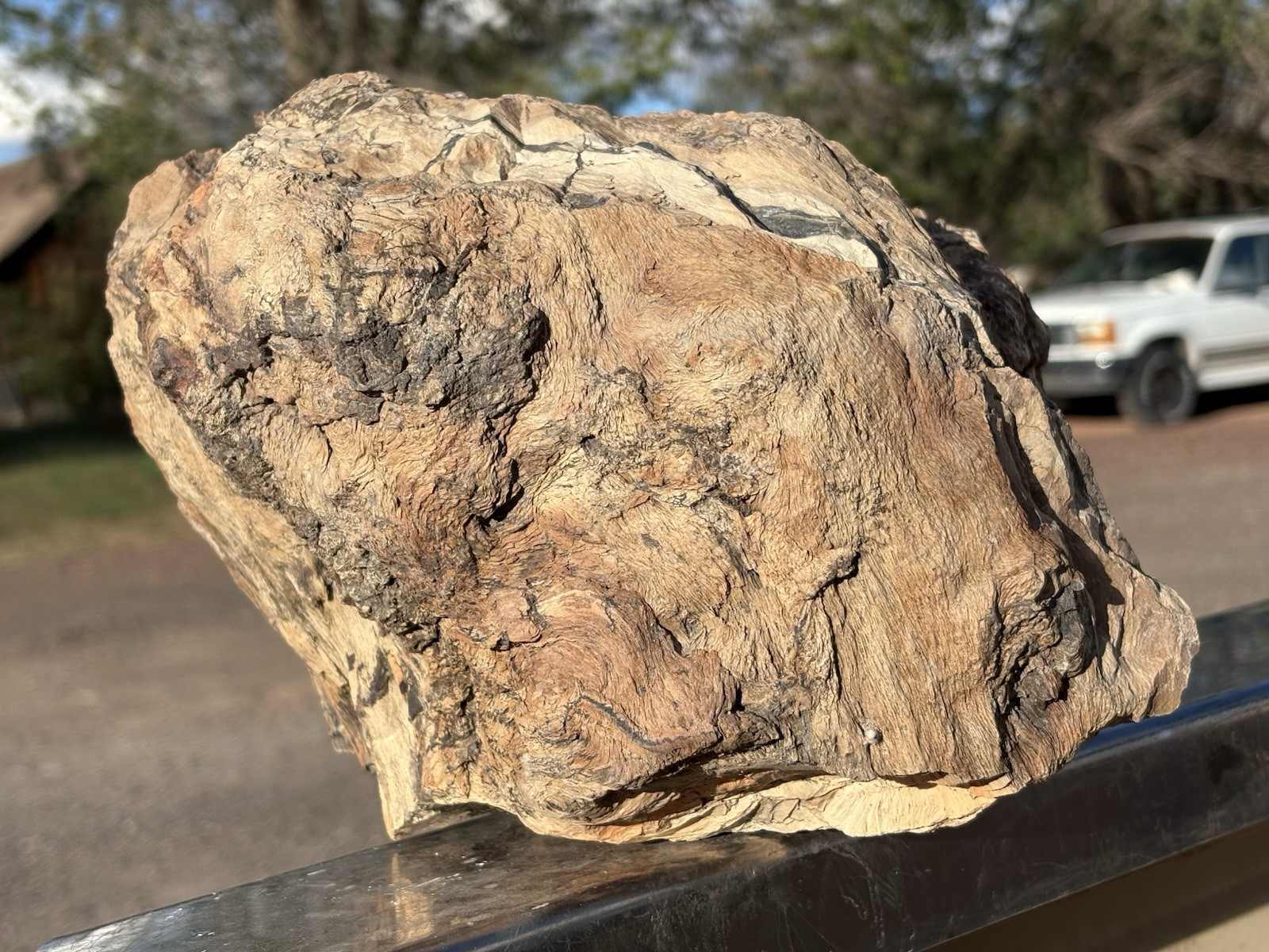 ☘️RR⛏️: Rare Fire Scarred Woodworthia Petrified Wood Burl NE AZ.