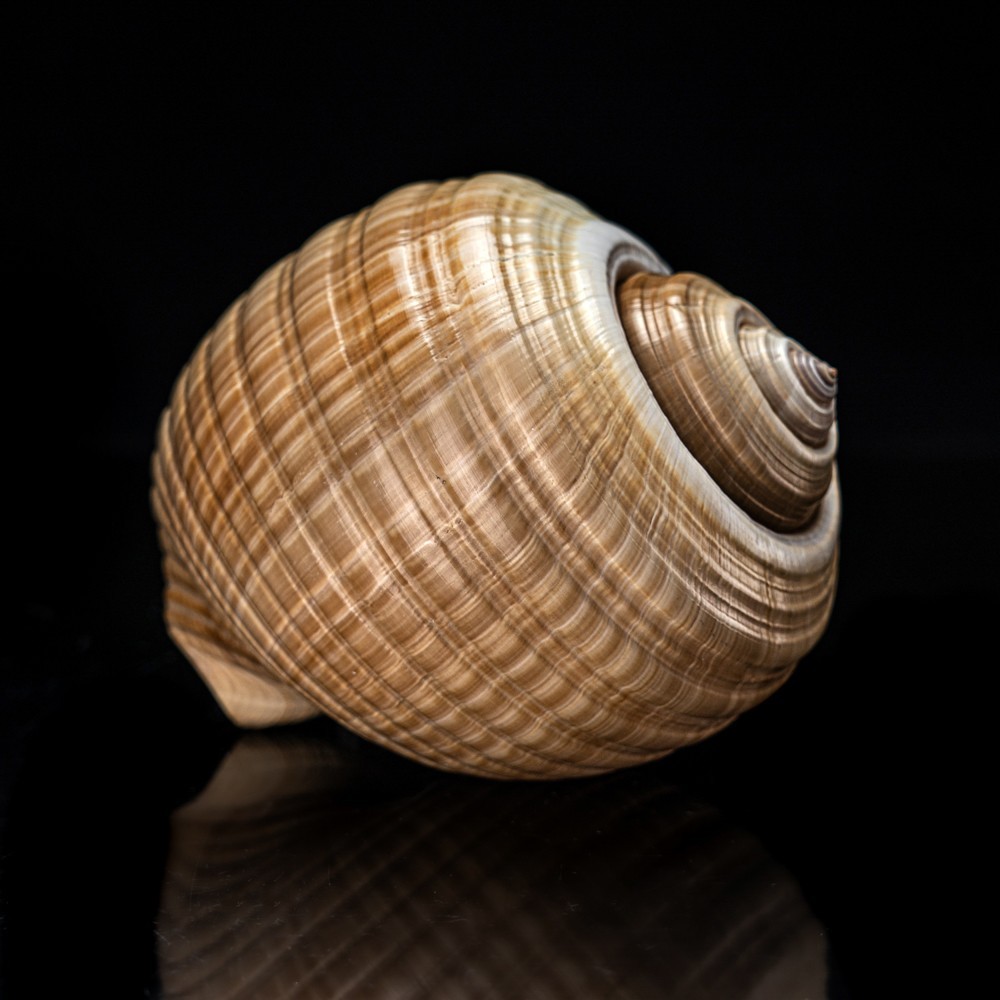 Genuine Tonna Galea Shell (188.3 grams)