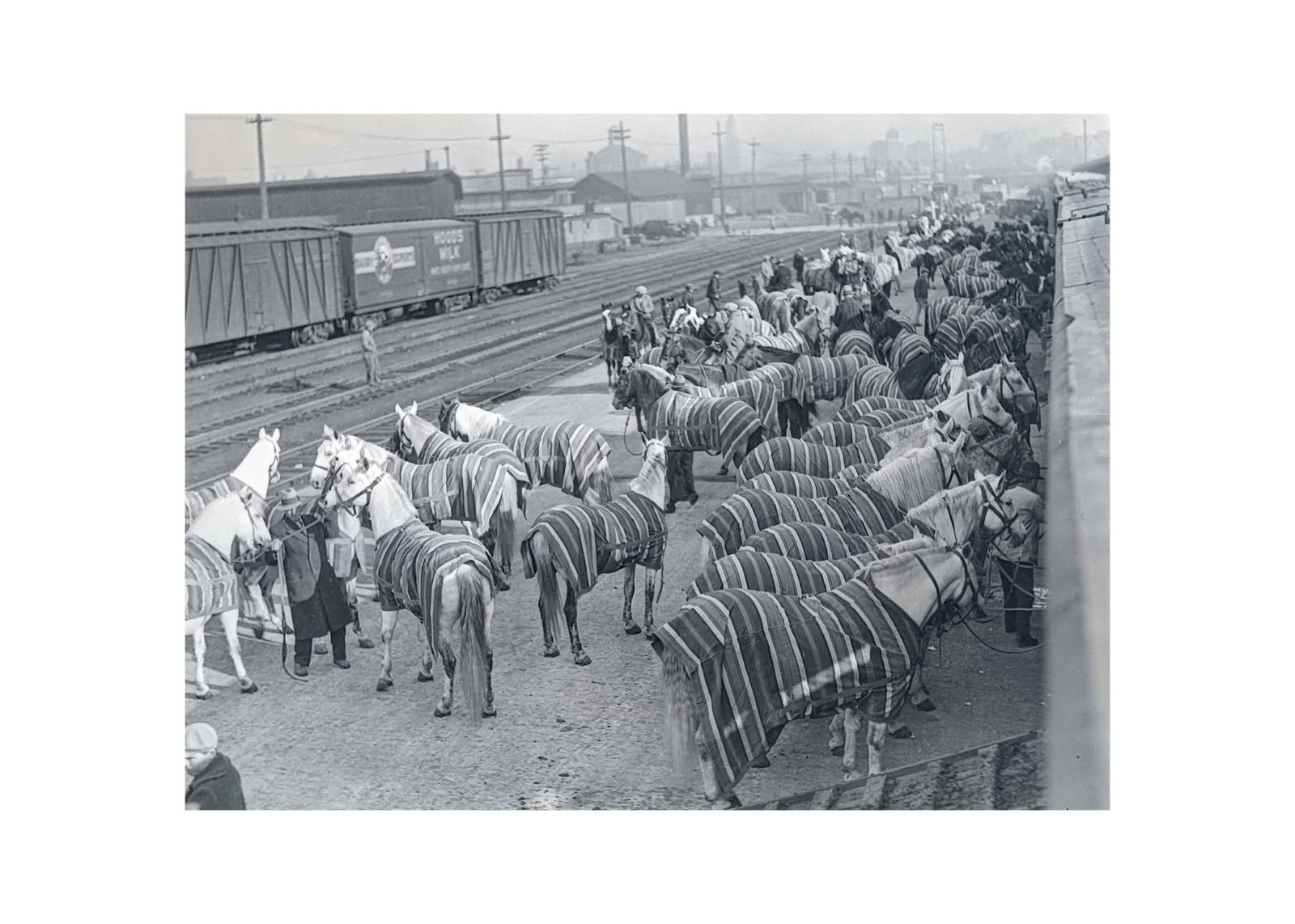 1931 Ringling Circus Horses Hoods Milk Boston Rail Yard Glass Negative OOAK