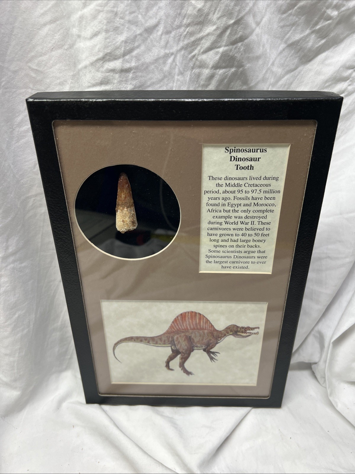 Large Spinosaurus Tooth Fossil Genuine Prehistoric Dinosaur Specimen Framed Large Spinosaurus Tooth Fossil Genuine Prehistoric Dinosaur Specimen Framed