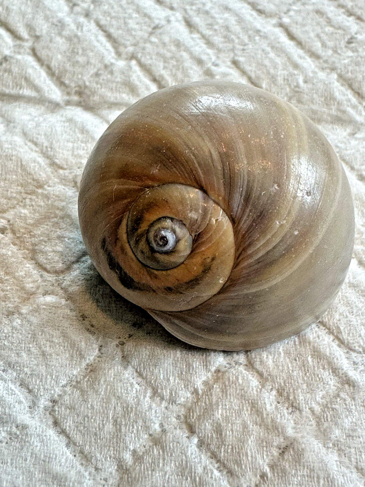 Shells Large Moon Snail Shark Eyes 30 Ct In Mason Jar From North Carolina Clean Shells Large Moon Snail Shark Eyes 30 Ct In Mason Jar From North Carolina Clean
