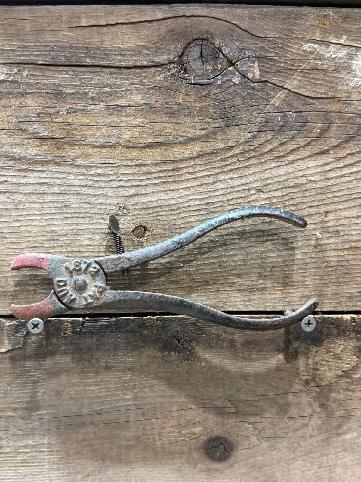Late 1800s Hill's Hog Ringer Pliers, Cast Iron