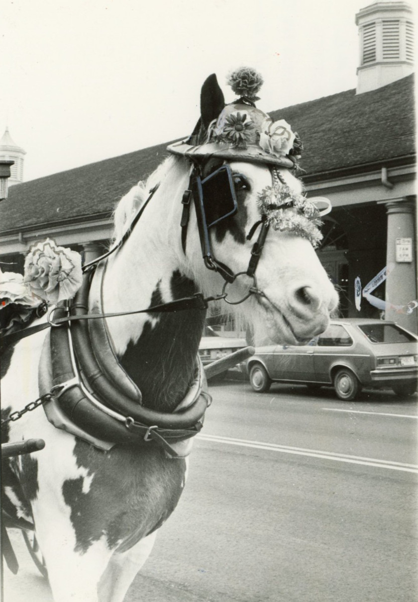 1980 New Orleans Decorated Carriage Horse French Quarter 5x8 Photo Vintage