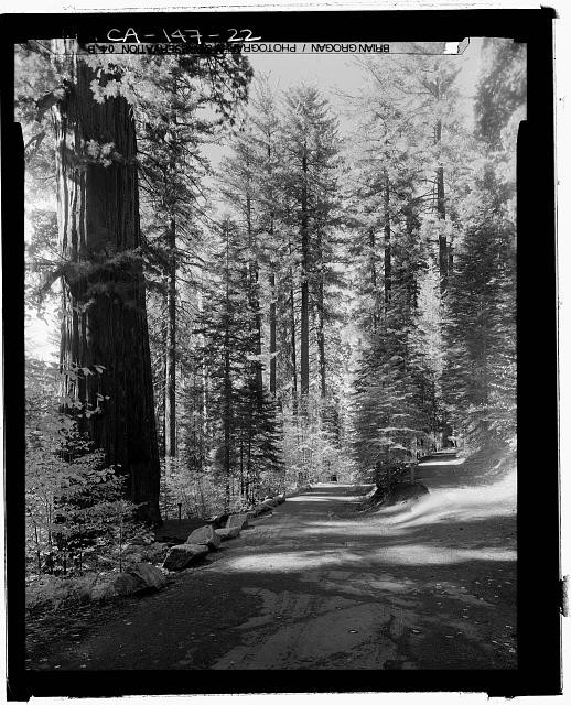 Yosemite Village California Big Oak Flat Road 1910s Forest Road Drive