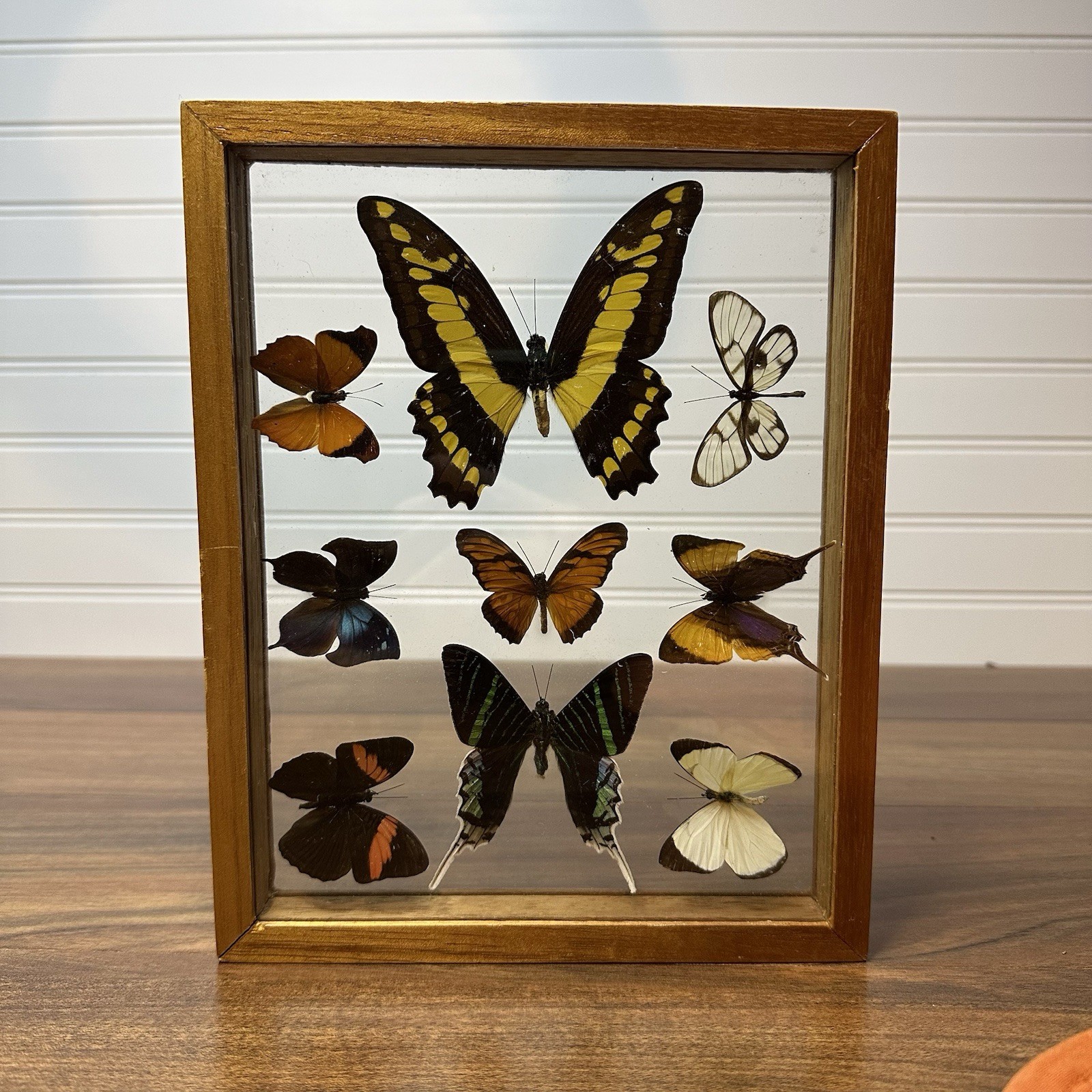 Vtg Butterfly 9 Specimen Taxidermy Display Shadow Box Framed Wall Art Collection