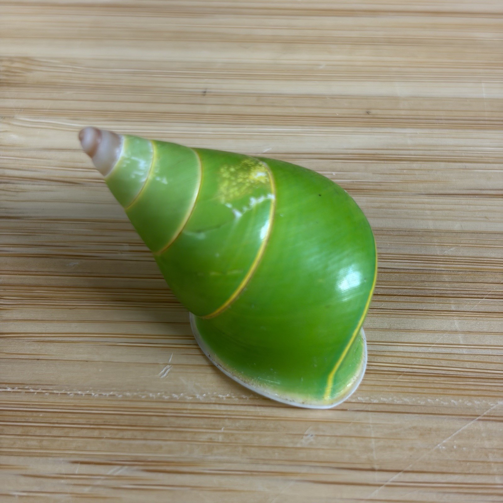 Rare Emerald Green Manus Tree Snail Shell (Papustyla pulcherrima) from 1960\'s