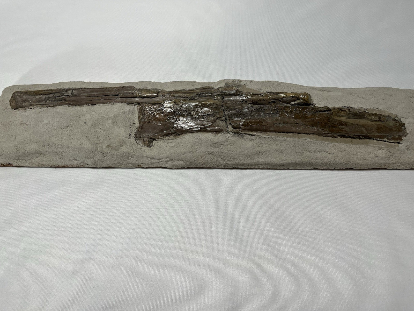 Pterosaur Ulna & Radius Fossils 16\
