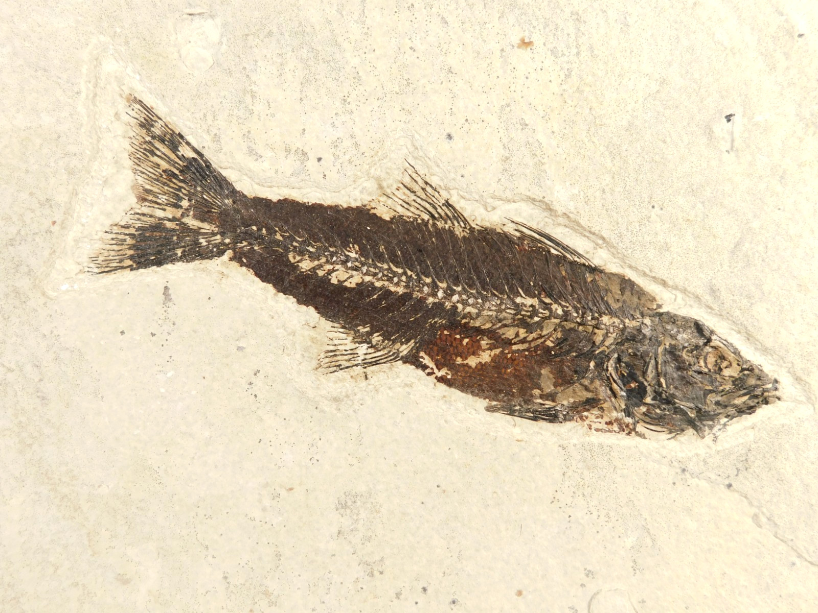Big Rare 50 Million YEAR Old Mioplosus FISH Fossil in BIG Matrix Wyoming 1543gr Big Rare 50 Million YEAR Old Mioplosus FISH Fossil in BIG Matrix Wyoming 1543gr