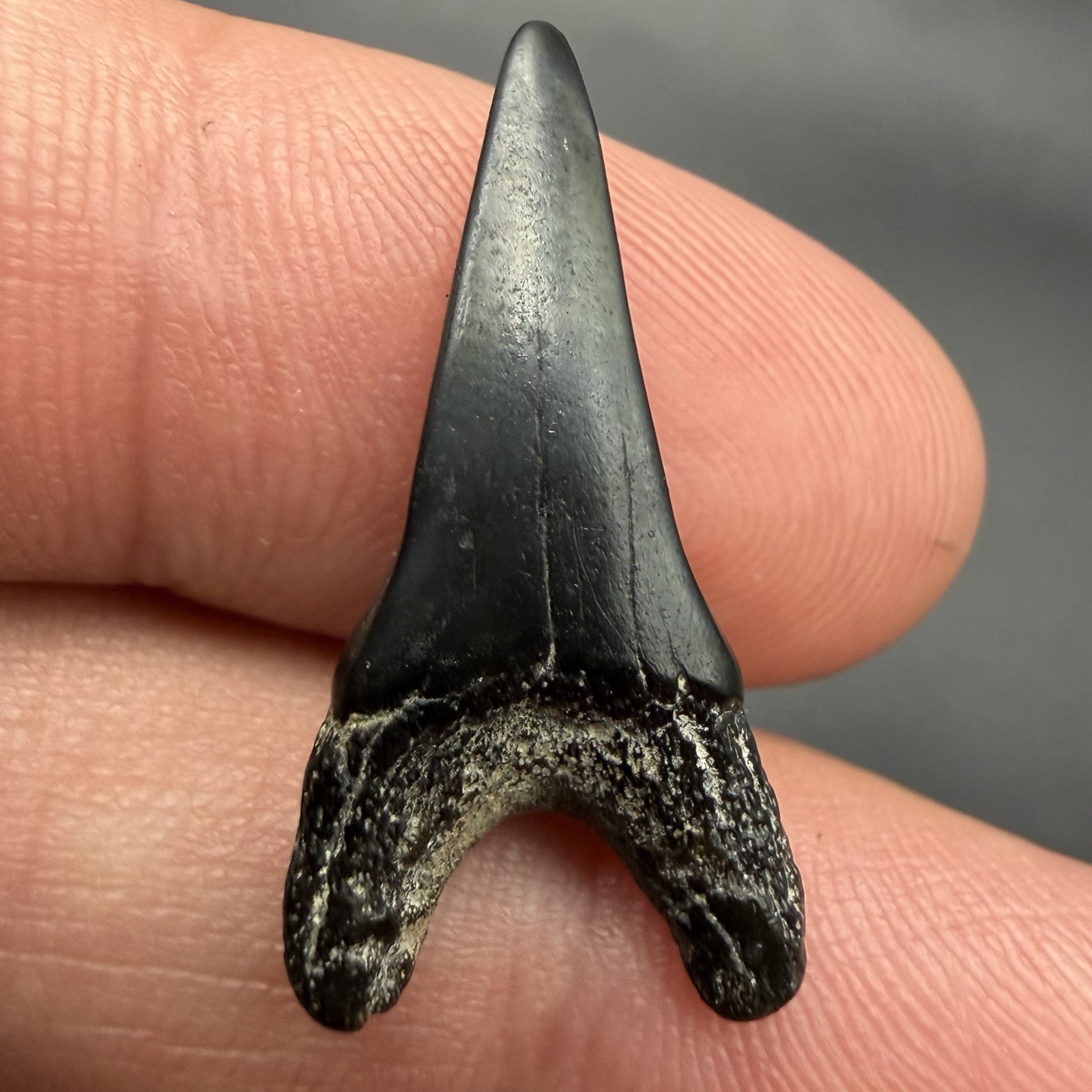 RARE Paratodus Shark Tooth FLORIDA 1.03” Uncommon Species & Locality 