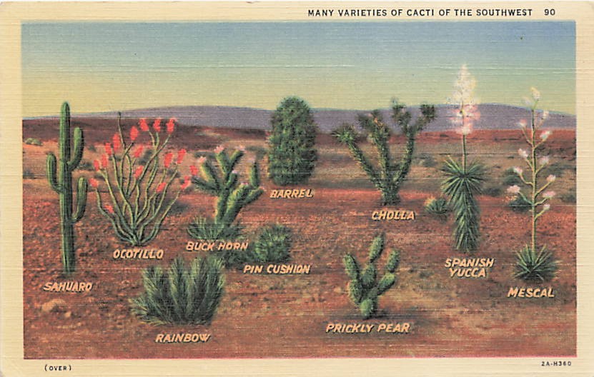 Postcard AZ: Many Varieties of Cacti of the Southwest Linen, Arizona