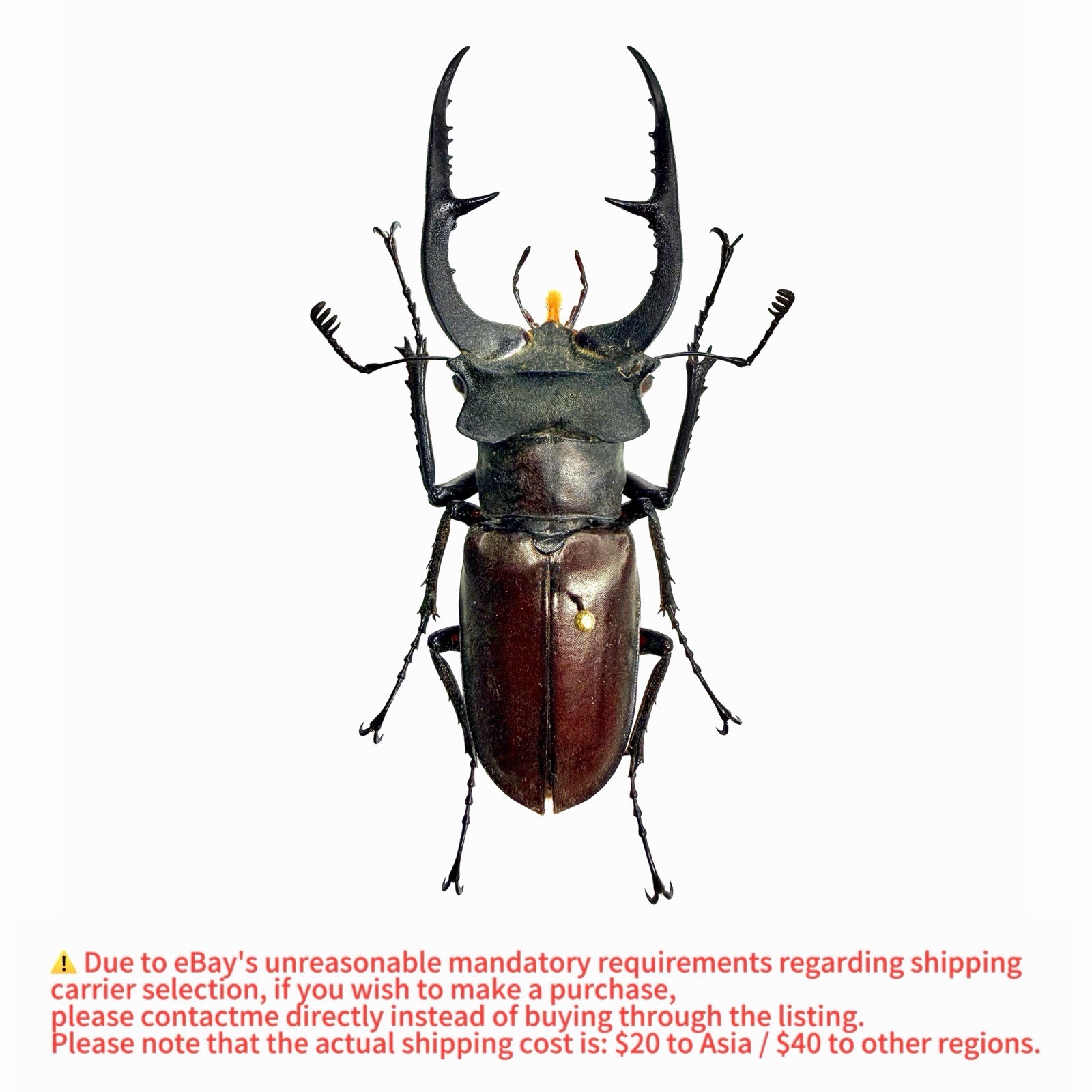 Lucanidae Beetle Specimen丨【Rare】Lucanus zhanbishengi 53mm A1 Jiangxi