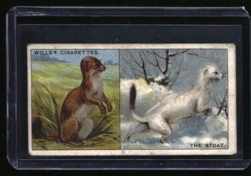1922 Wills\'s Do You Know The Stoat #44 1922 Wills\'s Do You Know The Stoat #44