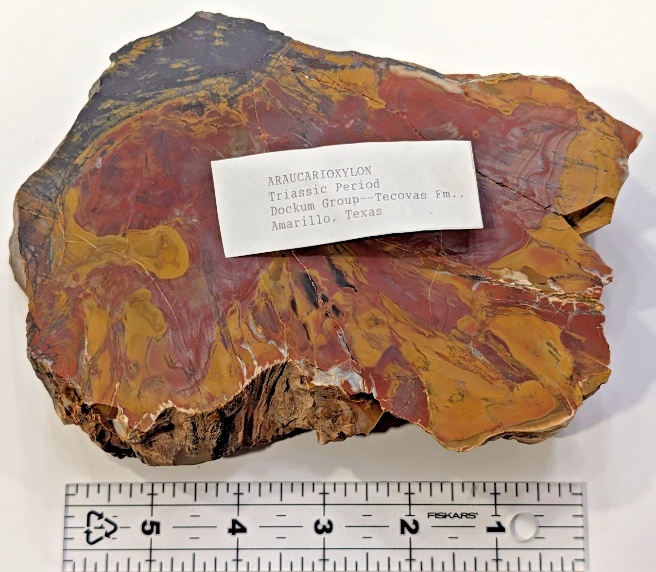 Araucarioxylon Petrified Wood Polished Slab Tecovas Formation Texas 1552g Red