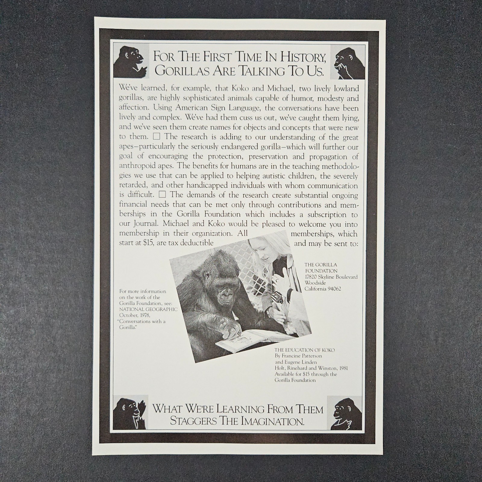 1984 Education of Koko by Francine Patterson Eugene Linden Book Vintage Print Ad 1984 Education of Koko by Francine Patterson Eugene Linden Book Vintage Print Ad