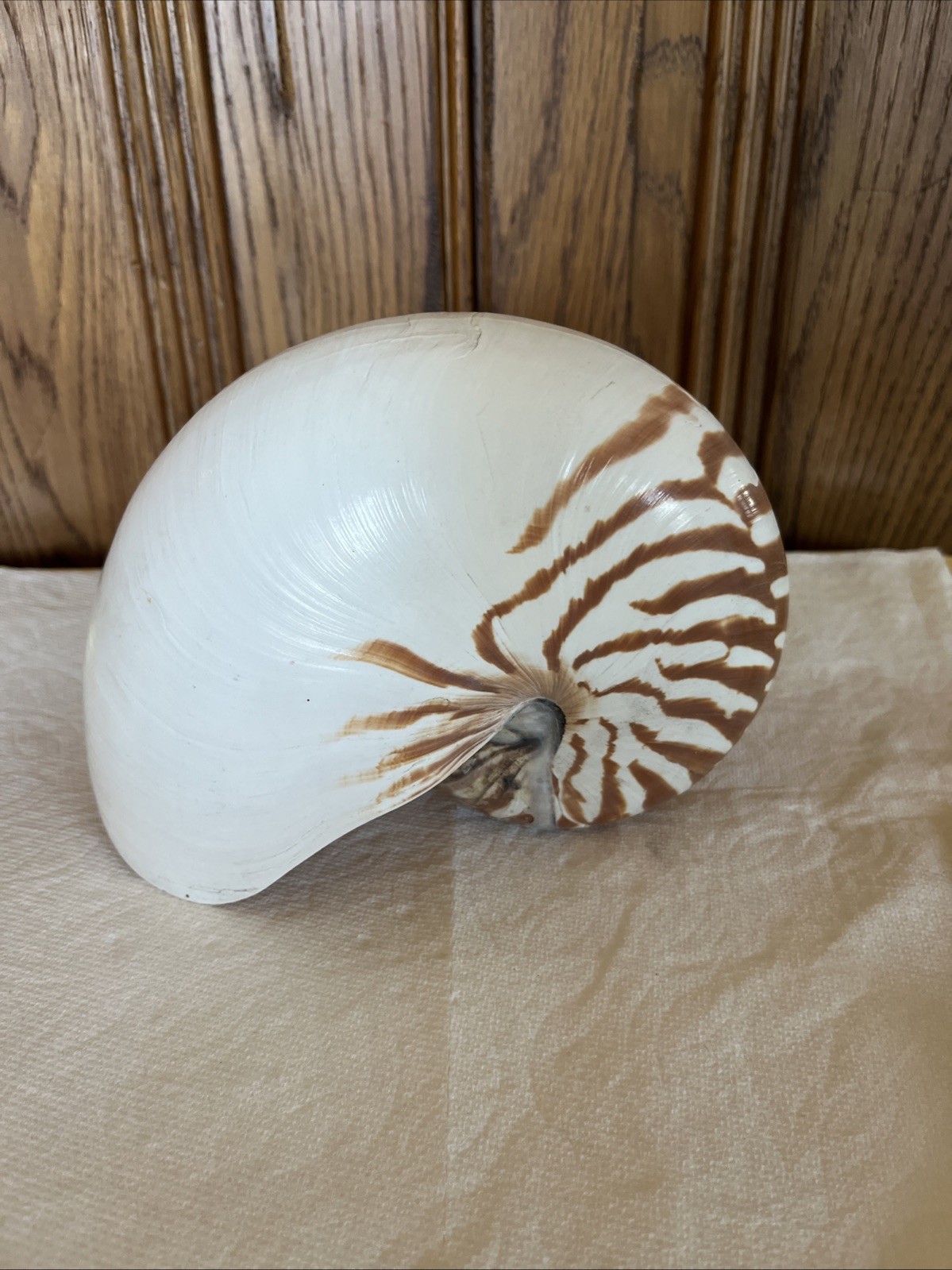LARGE Tiger Chambered Nautilus Shell Natural Brown Rare Real Seashell 7 inch LARGE Tiger Chambered Nautilus Shell Natural Brown Rare Real Seashell 7 inch