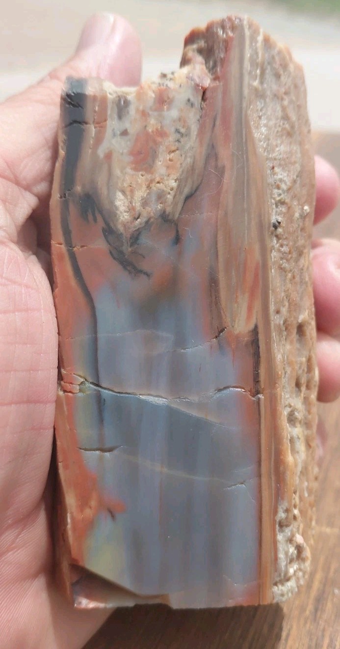 Petrified Wood Holbrook Arizona Rainbow Standing Display Blue Red Yellow Grain 