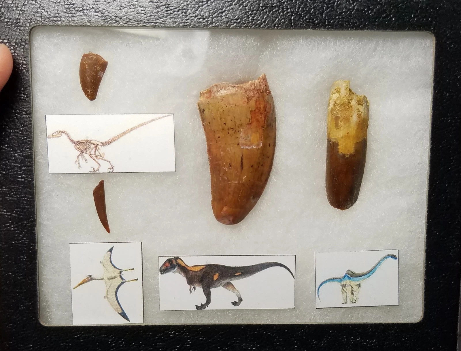 Framed Dinosaur Teeth Lot Carcharodontosaurus Sauropod Raptor Pterosaur Morocco