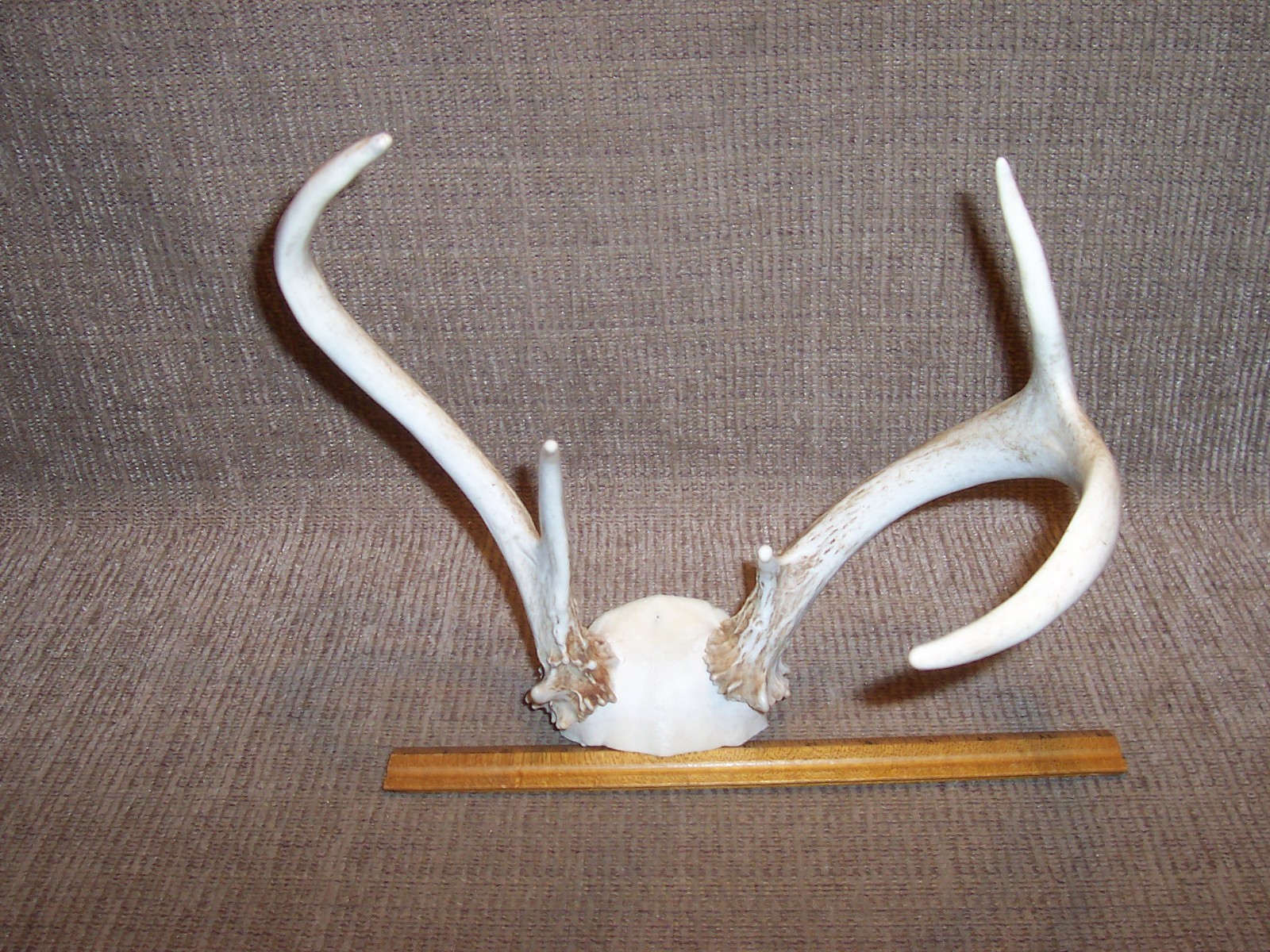 4 Point Whitetail Deer Skull Cap & Antlers Cabin Man Cave Wall Mount