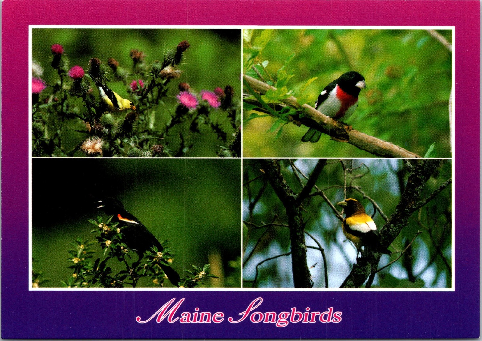 Postcard Maine ME Maine Songbirds Multi-View Photos By Morgan Hebard Jr.