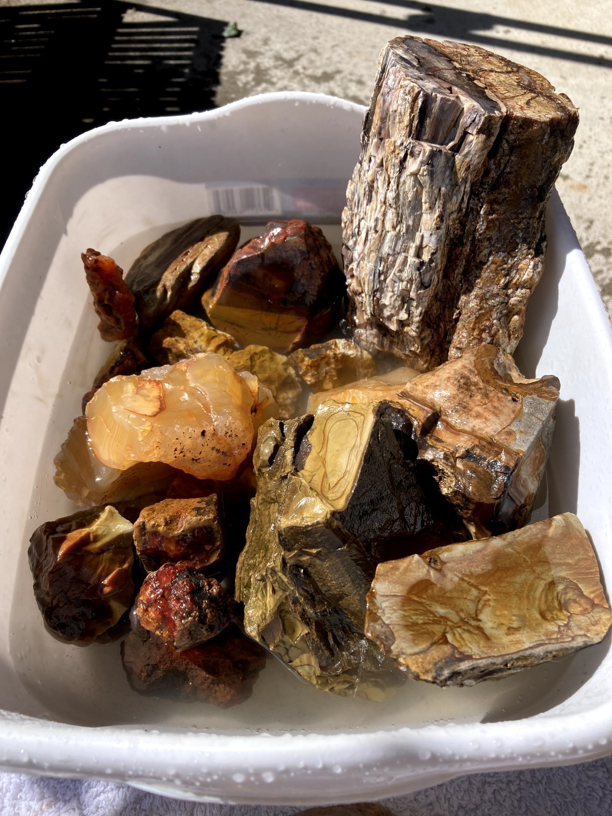Saddle Mt Petrified Wood Dark Red Carnelian Jasper 18lbs Limb Cast Drewsey Saddle Mt Petrified Wood Dark Red Carnelian Jasper 18lbs Limb Cast Drewsey