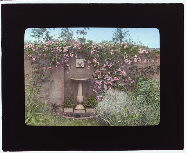 Photo:East Hampton New York Gray Gardens Birdbath Roses ca 1914