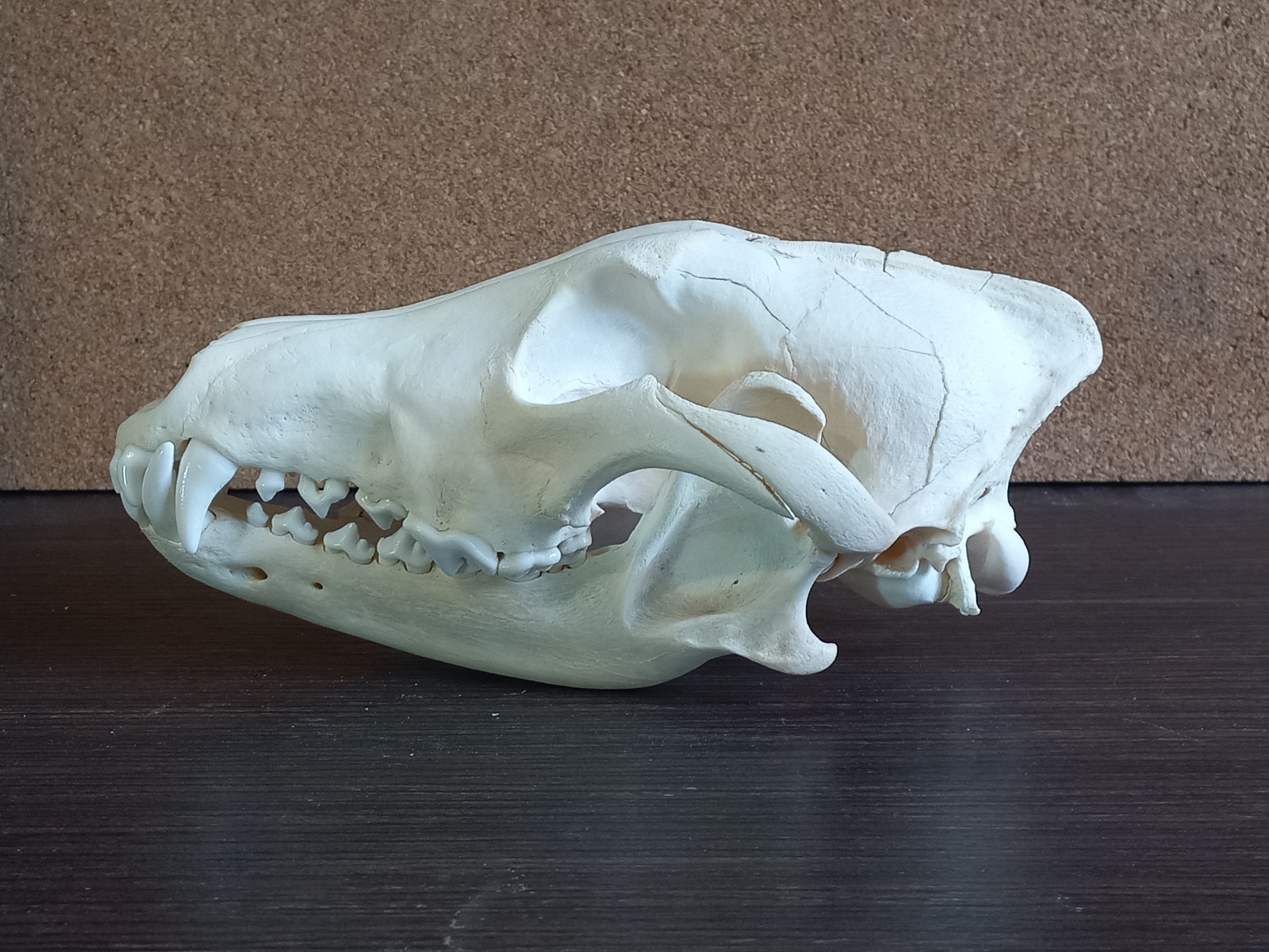 Real Adult Wolf Skull Canis Lupus Taxidermy Natural Bone Specimen 24cm